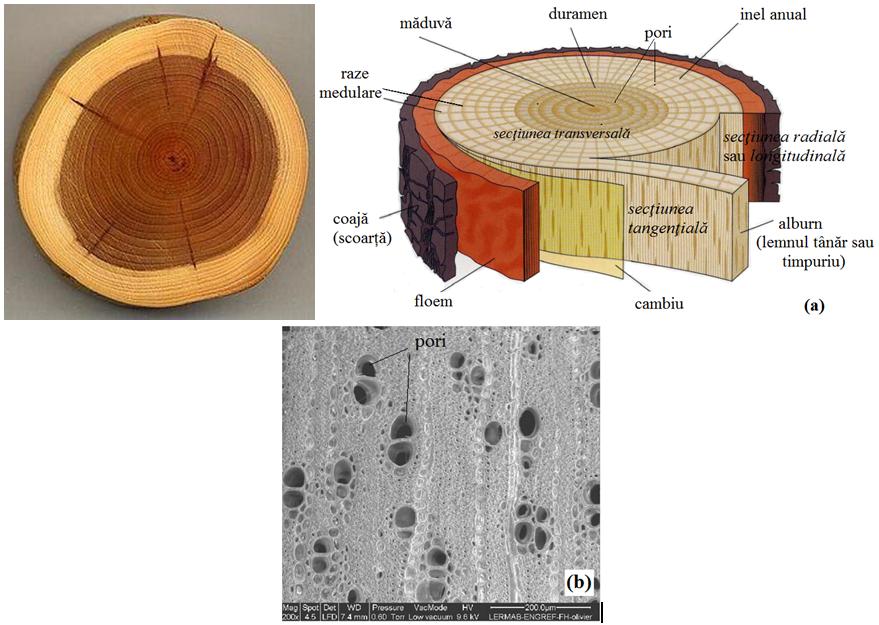 Figura CG.04.4. Lemnul structura macroscopică (a) şi structura microscopică (b). (imagini adaptade după http://alternative11.livejournal.com/33423.html şi http://www.scielo.cl/scielo.php?