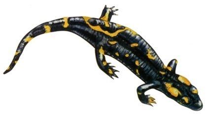 ΑΛΑΜΑΝΔΡΕ SALAMANDERS μεγάλοι παρώτιοι αδζνεσ Κοινό όνομα είδουσ Επιςτημονικό όνομα (λατινικό) Εξάπλωςη