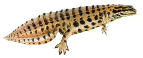 ΣΡΙΣΩΝΕ (ΔΡΑΚΟΙ) NEWTS πλευρικά πιεςμζνο ςώμα Κοινό όνομα είδουσ Επιςτημονικό όνομα (λατινικό) Εξάπλωςη Μήκοσ ςώματοσ Χρωματιςμόσ Κοινόσ