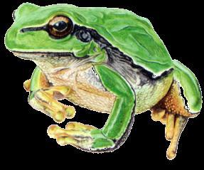 Οικογένεια Hylidae Δεντροβάτραχοι Treefrogs Μικρόσωμα βατράχια.