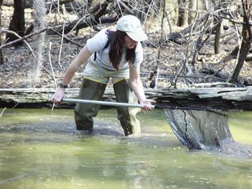 2. Με απόχη (amphibian net): ο συνηθέστερος τρόπος.
