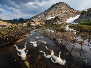 dendrobatidis) Dead frogs killed by the