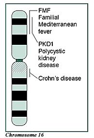 CHROM words Chromatin uncoiled DNA +