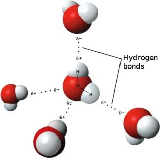 iné ako kovalentné väzby alebo iné ako elektrostatické interakcie iónov Vodíková väzba: atraktívna interakcia (viazaného)