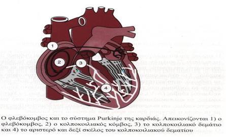 Η καρδιά αποτελείται εκτός από το μυοκάρδιο των κόλπων και των κοιλιών και από τις εξειδικευμένες μυϊκές ίνες διέγερσης και αγωγής της διέγερσης.