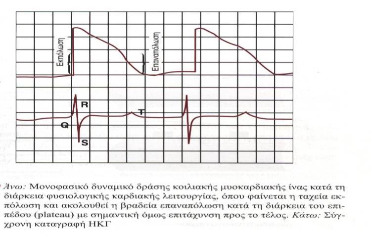 Το ΗΚΓ αποτελείται από ένα κύμα (ή έπαρμα) Ρ, ένα σύμπλεγμα QRS και ένα κύμα Τ.