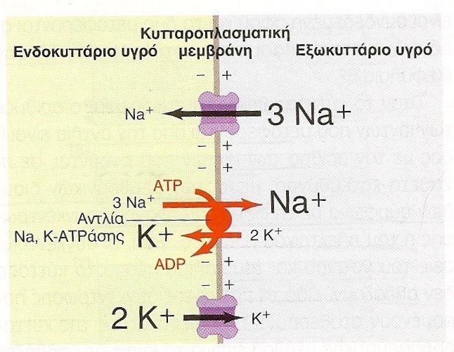 όπου V: το δυναμικό ισορροπίας R: η σταθερά των αερίων Τ: η απόλυτη θερμοκρασία F: σταθερά Faraday P K+, P Na+, P Cl- : η σταθερά διαπερατότητας της μεμβράνης των ιόντων K +, Νa +, Cl -.