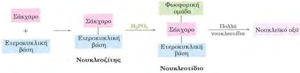 Τα νουκλεικά οξέα είναι βιοπολυμερή που απαρτίζονται από νουκλεοτίδια, τα οποία ενώνονται μεταξύ τους σχηματίζοντας μακρές αλυσίδες.