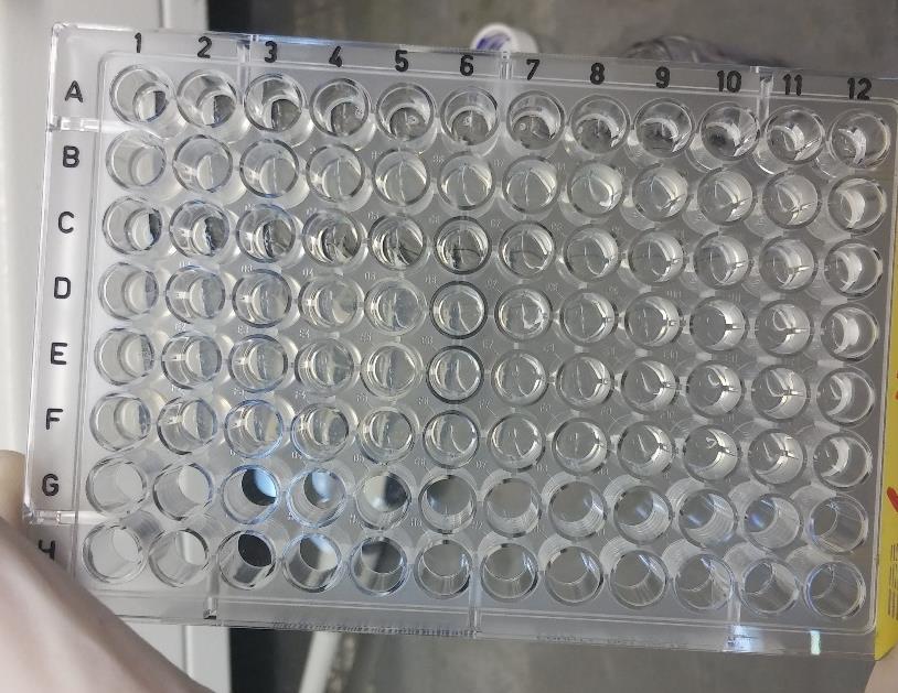 Εικόνα 31. Αριστερά η 96-θέσεων πλάκα πριν την προσθήκη της ρεσαζουρίνης και δεξιά η πλάκα 3 ώρες μετά την προσθήκη της χρωστικής. 4.