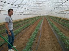 Na primer, ako imamo 1000 biljaka paradajza zasađenih u plasteniku od 370m 2 (2,7 biljaka/m 2 ) u punom opterećenju (početak berbe), a zemljište se prosušuje na po 3-4 dana.