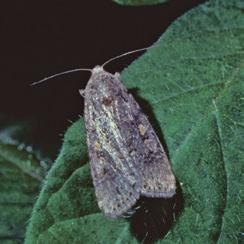 plod kada bi svako tretiranje insekticidima bilo slabije efikasnosti. Brojnost se utvrđuje monitoringom odraslih jedinki feromonskim klopkama pomoću kojih je moguće utvrditi samo prisustvo mužjaka.