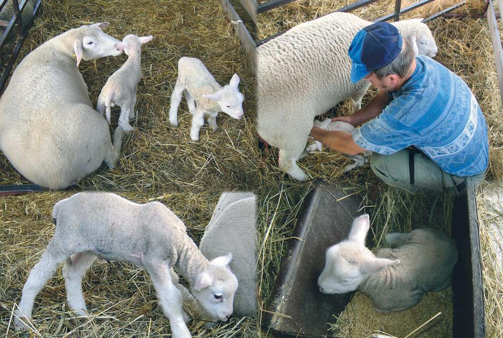 AGROKOMPLEX 2006 AGROKOMPLEX 2006 Agrokomplex 2006 Výstavný areál Agrokomplexu je so svojimi 148,5 ha plochy využívanej pre výstavnícku činnosť najväčším výstavným areálom v Slovenskej republike.
