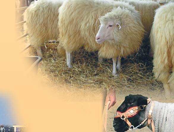 miesto za kolekciu plemenných jariek plemena Ille de France chovateľ - Keľo a synovia s.r.o. Veľké Teriakovce III.