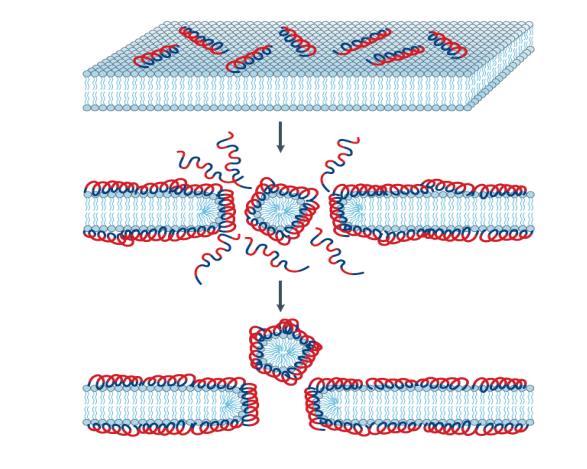 الفصل الثاني استعراض المراجع الشكل )2-3( : نمط الثالث ( model )Brogden, 2005( )Carpet 4-1-7-2 استهداف المحتويات الداخلية : توجد عدة انواع من الببتيدات تستهدف المكونات داخل الخلية وقد تستهدف عدة مواقع