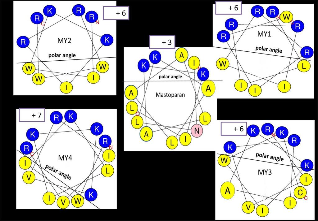 الفصل الرابع النتائج والمناقشة الشكل )4-6( :هيكل Helical wheel للببتيدات المصممة Valine R= Arginine K= Lysine الحروف تشير =A