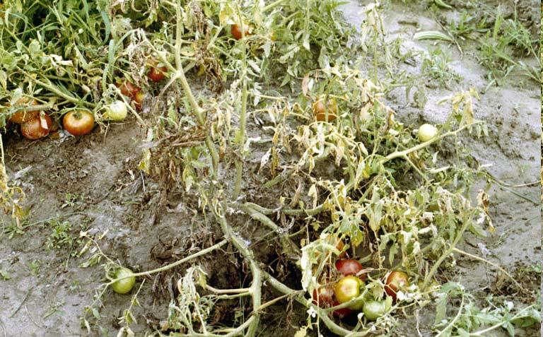 Κεφάλαιο 2 Εισαγωγή 2.1.2 Η σήψη του λαιµού και των ριζών της τοµάτας από τον εδαφογενή µύκητα Fusarium oxyspo