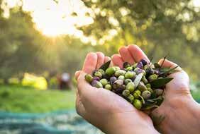 delicious olives with our primary concern to keep the secrets of our ancestors and to share them with you.