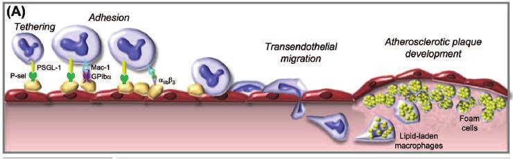 Εικόνα 4. Η μετανάστευση, προσκόλληση, διαπίδηση και συμμετοχή στην αθηροσκλήρωση των αιμοπεταλίων (από Kaplan et al.