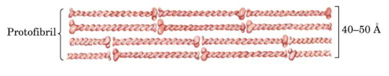 coiled coil מבנה רביעוני שמורכב מיחידות