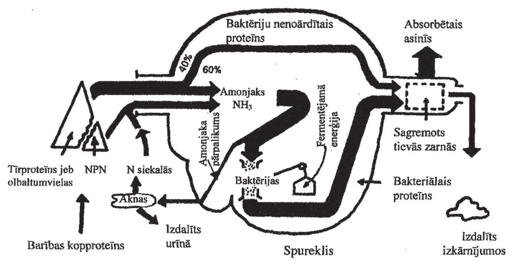 2. zīmējums.