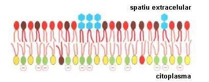 Membranele celulare se caracterizează prin asimetrie chimică şi funcţională Distributia inegala a tipurilor de lipide in cele doua straturi lipidice.
