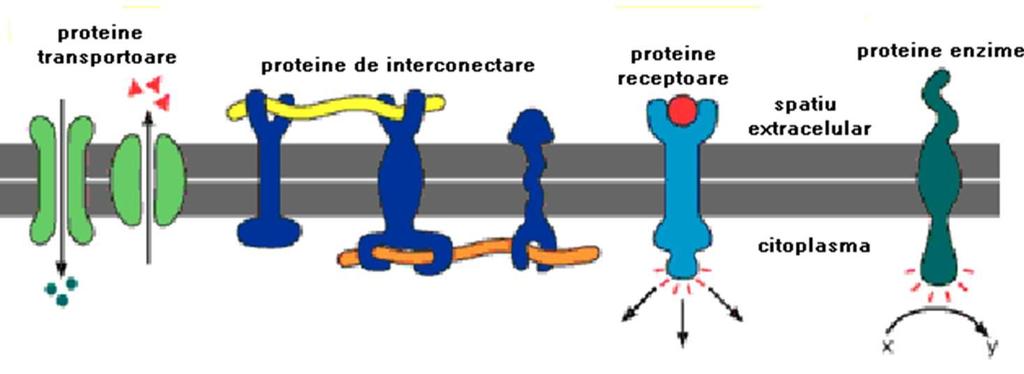 Funcţiile plasmalemei sunt