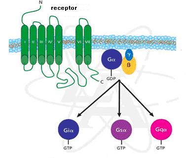 Receptorii membranari chimiotropi Sunt proteine membranare cuplate funcţional cu proteine de tip G sau alte enzime Declanşează reacţii enzimatice intracelulare, în cascadă, prin care pot activa sau