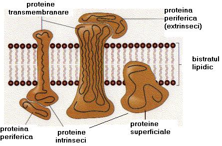 PLASMALEMA Grosime - 6-8 nm Structura - complexă şi dinamica, descrisa prin modelul de mozaic fluid, lipoproteic (Singer si Nicolson, 1972) Principiul de organizare a plasmalemei este comun cu cel