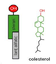 COLESTEROLUL Moleculă specifică doar membranelor celulare din lumea animală; Se găseşte în proporţie de 3-23% din totalul lipidelor membranare; Molecula de colesterol este amfipatica, prezentând un