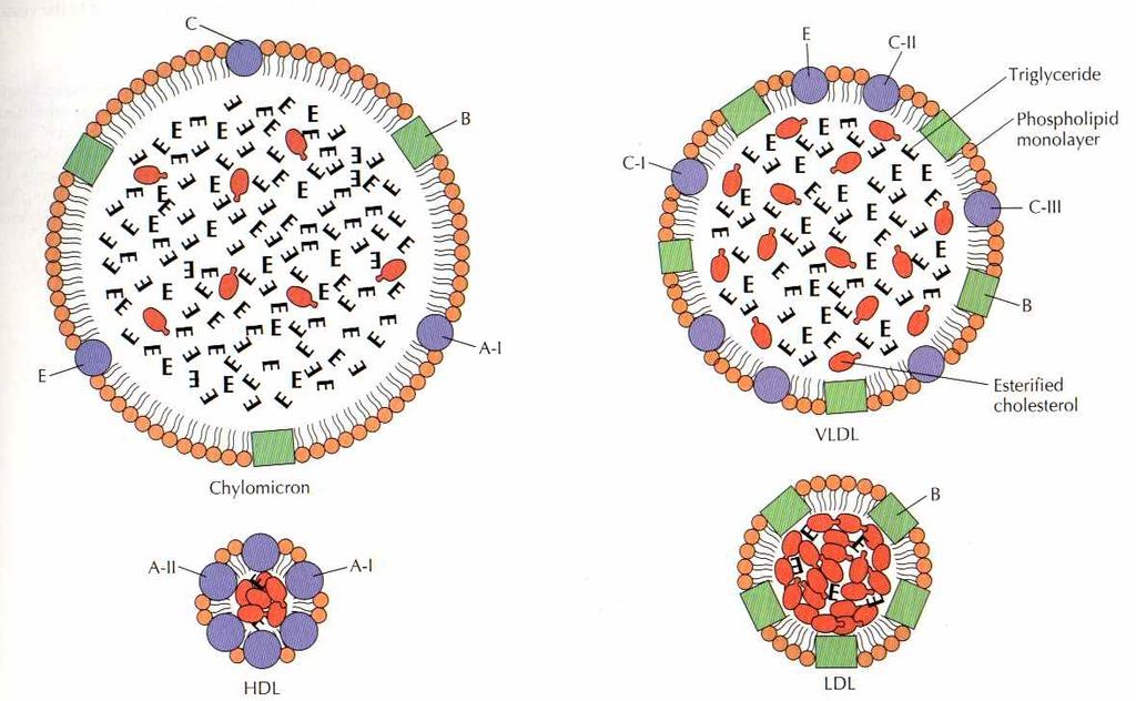 Structura lipoproteinelor chilomicroni,, VLDL, LDL, HDL Diferentele constau in: - dimensiunea nucleului de lipide neutre (trigliceride,