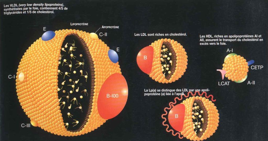 Lipoproteinele si apolipoproteinele HDL