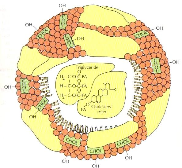 Modelul schematic al particulei plasmatice HDL - suprafata este acoperita cu cap polar interactionand cu mediul apos.