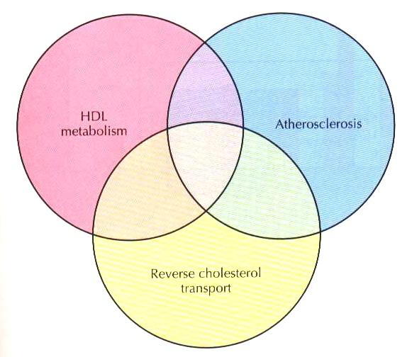 Diagrama venin ilustrand relatia HDL-ASC ASC-transport C.