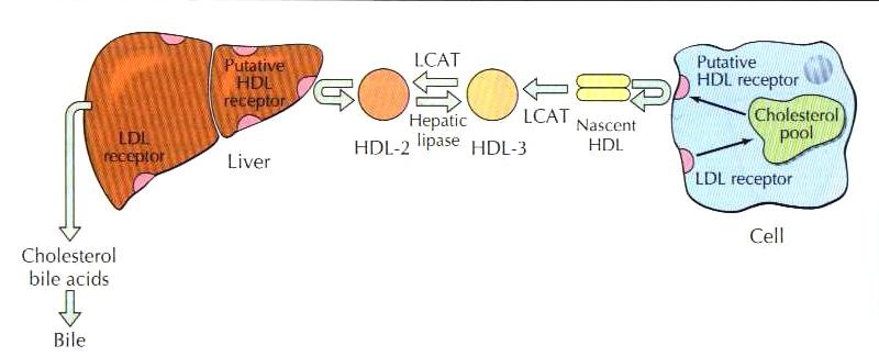 HDL si inversarea transportului colesterolului - HDL s (in curs de formare, secretat de intestin si ficat) capteaza excesul de colesterol din celulele