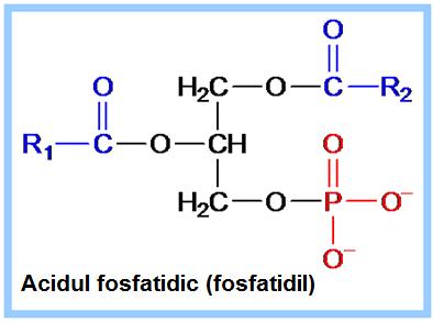 : Glicerofosfolipidele sunt derivații acidului fosfatidic (Glicerol + 2 acizi grași + acid fosforic): In glicerofosfolipide