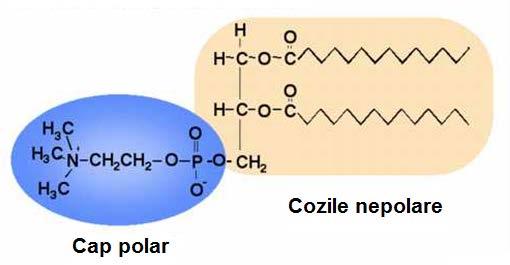substituentul polar (X) O regiune hidrofobă