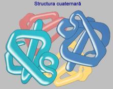 !! pot forma complexe cu alte proteine sau alte