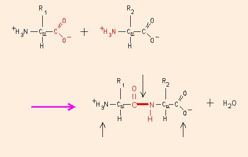 Heterogenitate; Proprietăţile majore ale proteinelor Pot fi bazice, acide sau neutre; Interacţionează specific cu alte molecule; Catalizatori eficienţi; Adaptabilitate Denaturare renaturare.