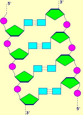 3' 5' fd Monomer nucleotidele (dnmp) Structura primară: catena polinucleotidică nucleotide unite prin