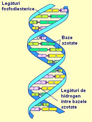 antiparalele complementare 5' 3' Structura ADN I catena polinucleotidică II dublul helix = două catene