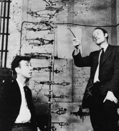 Rosalind Franklin Maurice Wilkins James