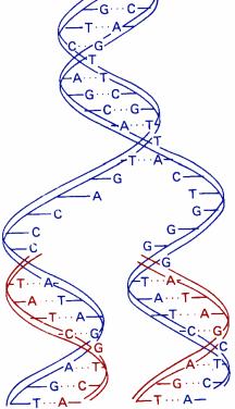 Proprietăţile ADN Replicare dublarea IG pentru transmiterea IG Reparaţie Identificarea, înlăturarea greşelilor pentru prevenirea acumularii mutatiilor, pastrarea IG Denaturare ruperea legăturilor de