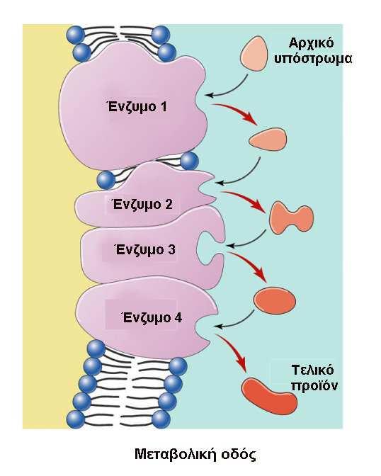 Ο μεταβολισμός Οι μεταβολικές αντιδράσεις εξελίσσονται σε διάφορα χρονικά στάδια όπου μεταφέρονται, δημιουργούνται ή διασπώνται οι χημικές ενώσεις του σώματος.