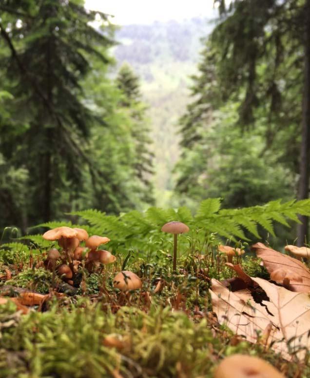 Από το 1983, το Τμήμα Δασολογίας και Φυσικού Περιβάλλοντος έχει διαιρεθεί σε πέντε Τομείς : 1. Δασικής Παραγωγής - Προστασίας Δασών -Φυσικού Περιβάλλοντος 2.