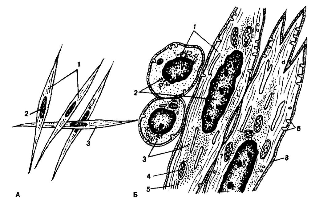 Құрылысы А жарық микроскобында Б электронды микроскопта.