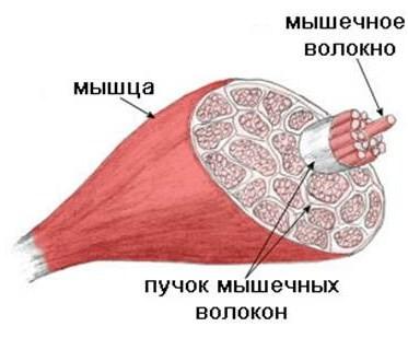 Бұлшықеттің қызметі Бұлшықеттің негізгі қызметі және физиологиялық қасиеті - жиырылып жазылу.