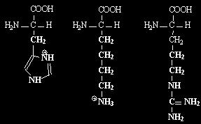 Αμινοξέα Αρωματικά Αμινοξέα Βασικά Αμινοξέα Φαινυλαλανίνη (Phe, P)* Τυροσίνη,