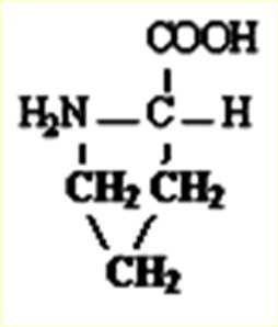 H) Λυσίνη (Lys, K)* Κυκλικό Αμινοξύ Αργινίνη (Arg, R) Ασπαρτικό οξύ (Asp, D)