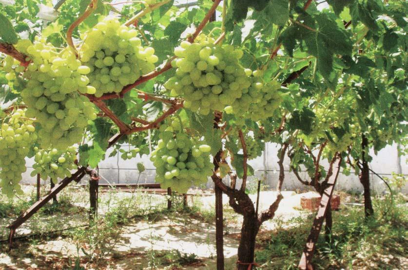 Εικόνα 4: Γενική άποψη σταφυλιών