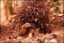 Παραδείγματος χάριν, τα αρσενικά bowerbirds (που παρουσιάζονται κατωτέρω) κατασκευάζουν τις επιμελημένες φωλιές τους και τις διακοσμούν με τα διαφορετικά